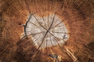 jaarringen boom
